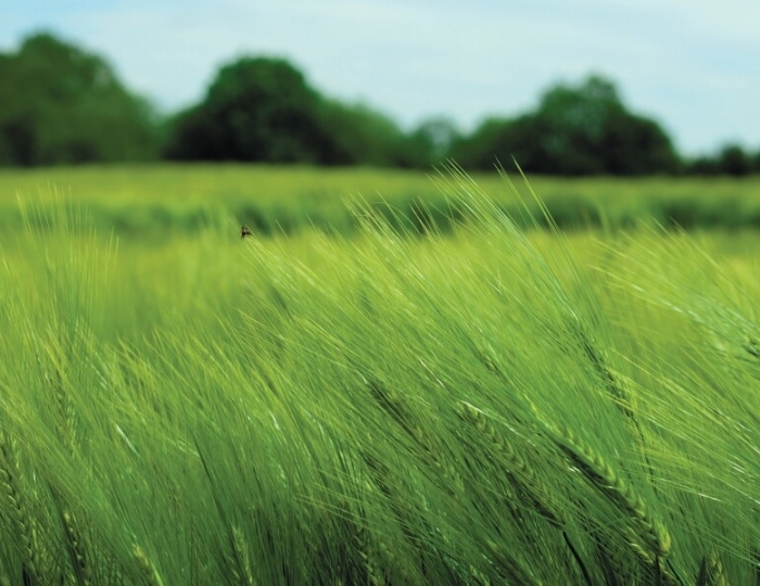 Программа лечения «Оздоровительная» - Санаторий «Россия» Ессентуки